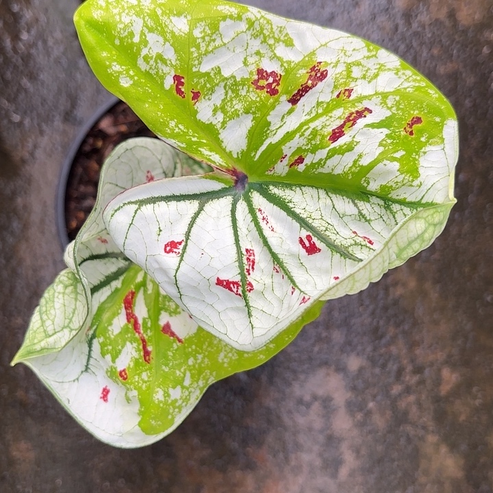 陈***财36-1129彩叶芋广东现货