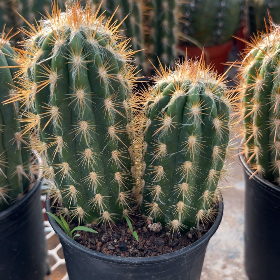 大***包零零落落 零零落落