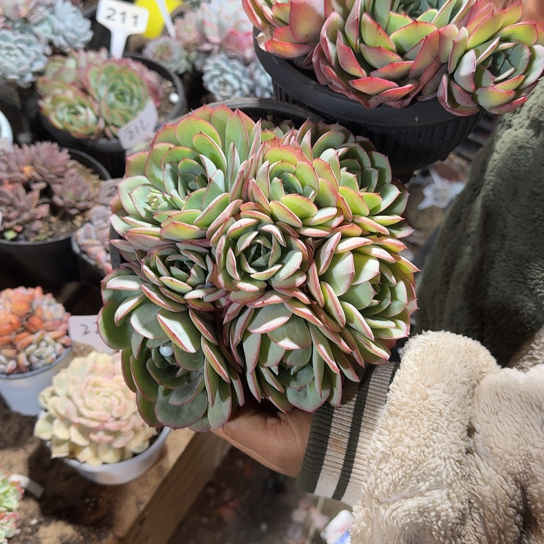 哈***王牡丹亭两个一物一拍1313