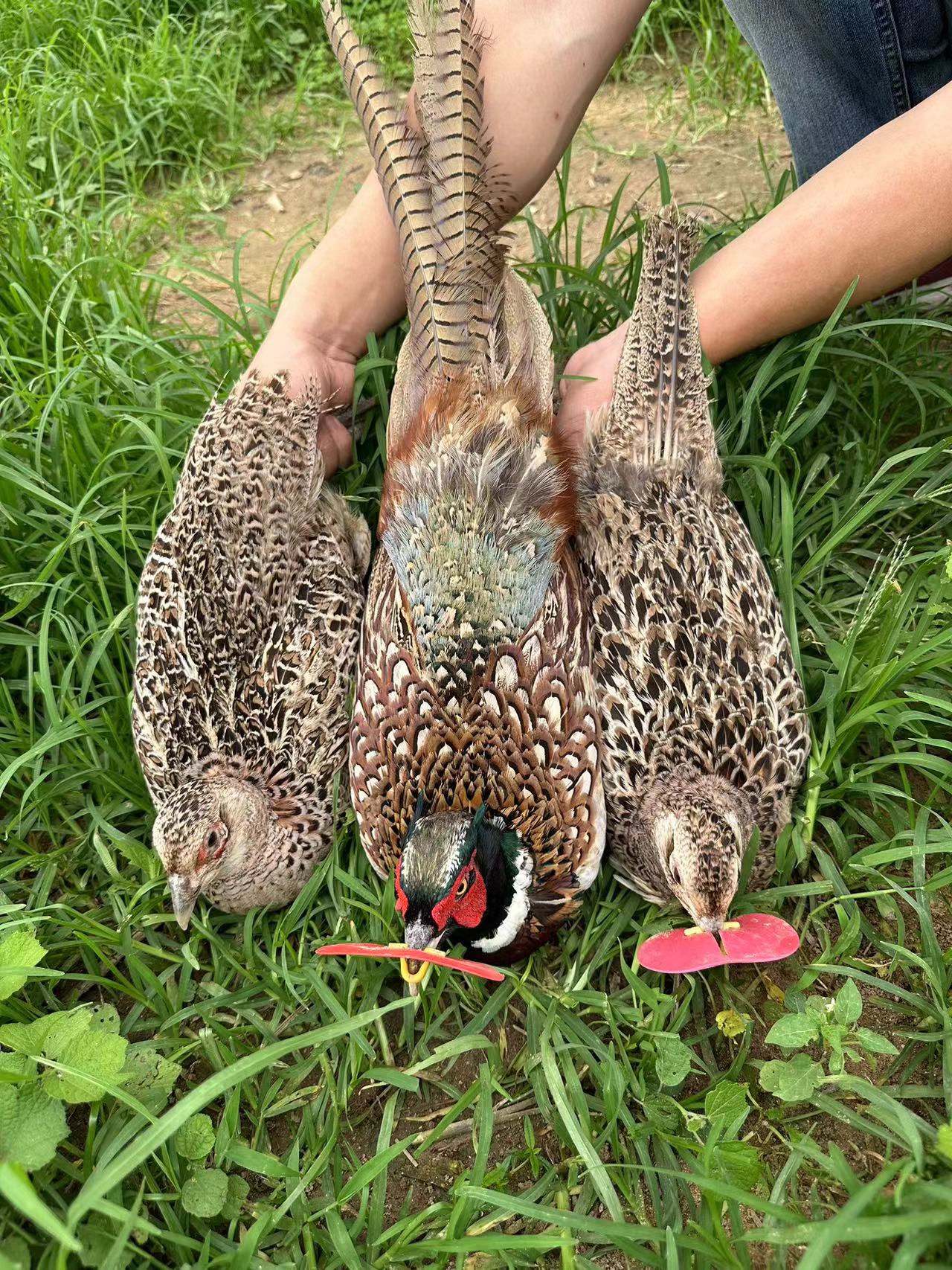 一公两母户外散养 母鸡1斤半左右公鸡2斤半左右发货包邮到家