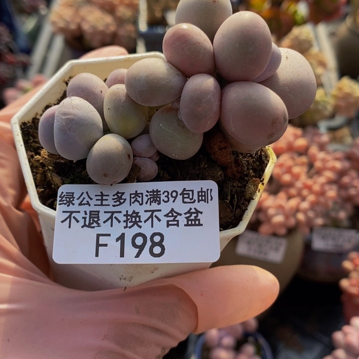 芭比奶洛6cm198多肉植物