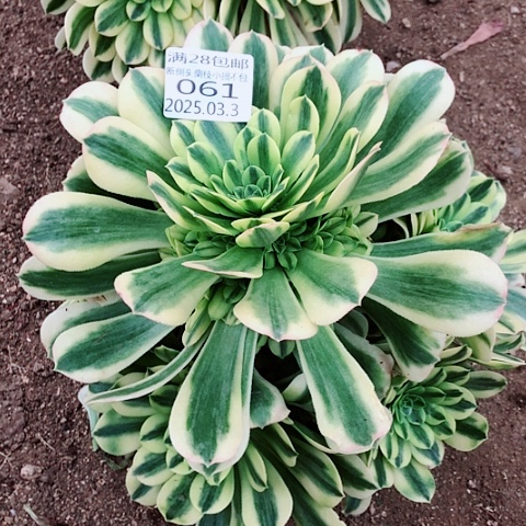 3.3-64金丝多肉植物