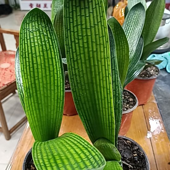 当前无花栽培后可以开花