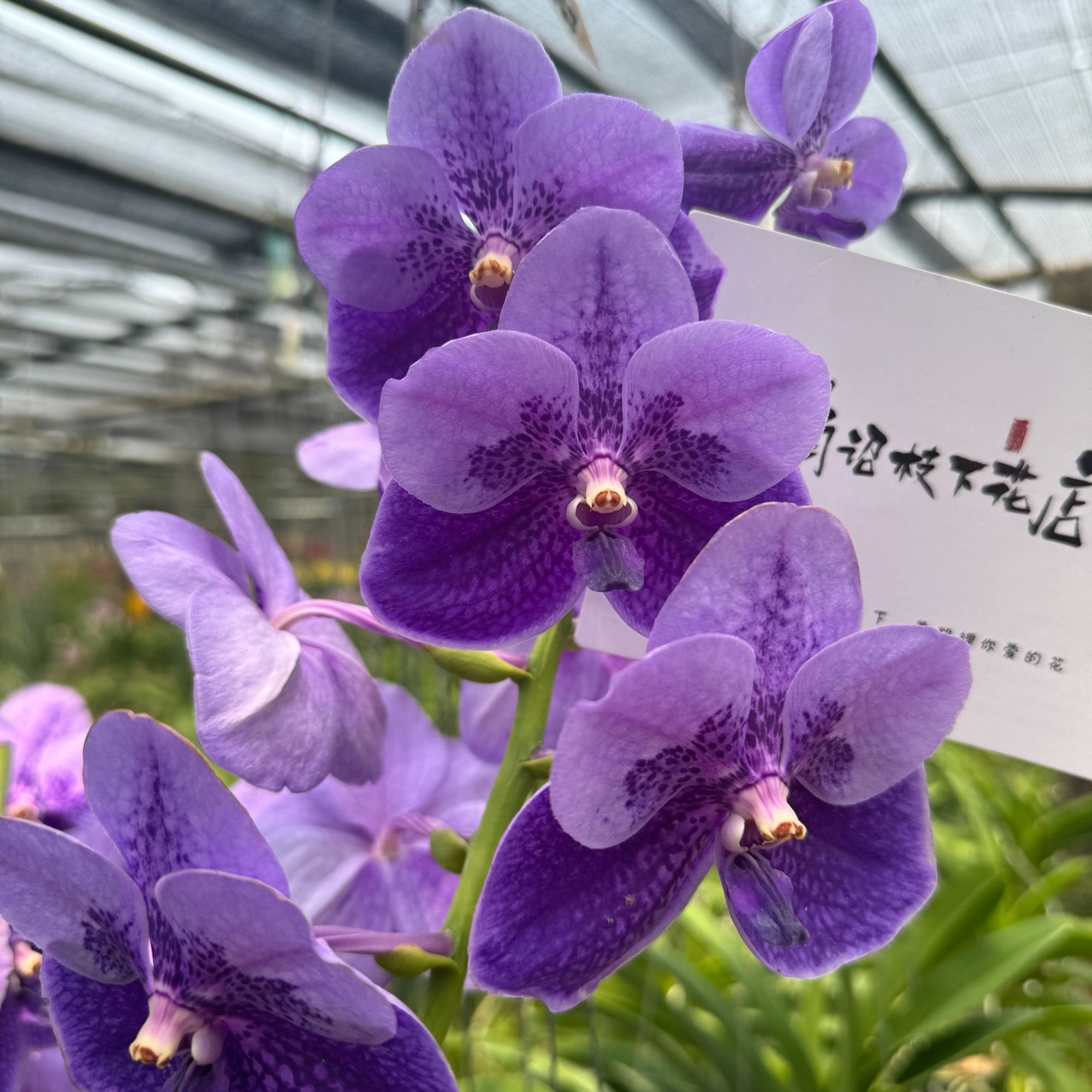 【南诏二级】 泰国 月光万代兰，花大艳丽，爆花量大 花期长