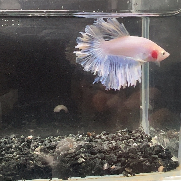 斗鱼一单包邮3日56