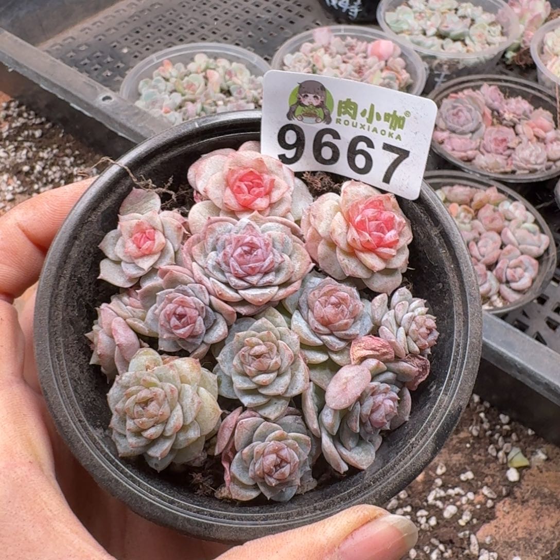 多肉植物多肉植物