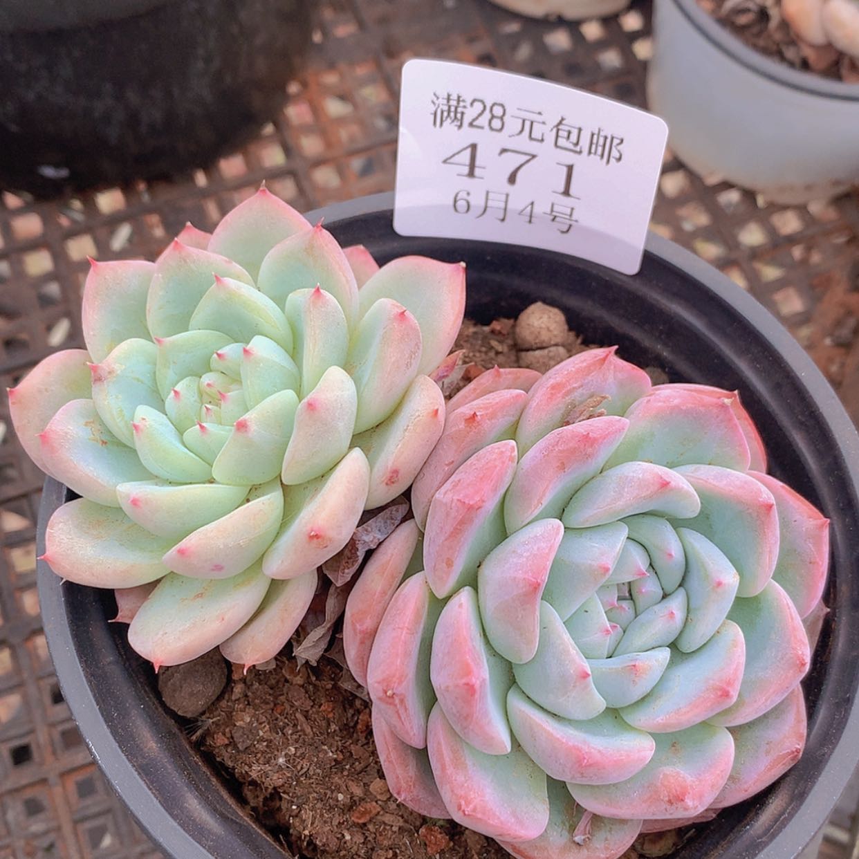 【闪购商品】云471号