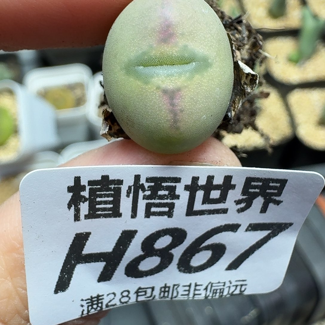 多肉植物的人生fhjj