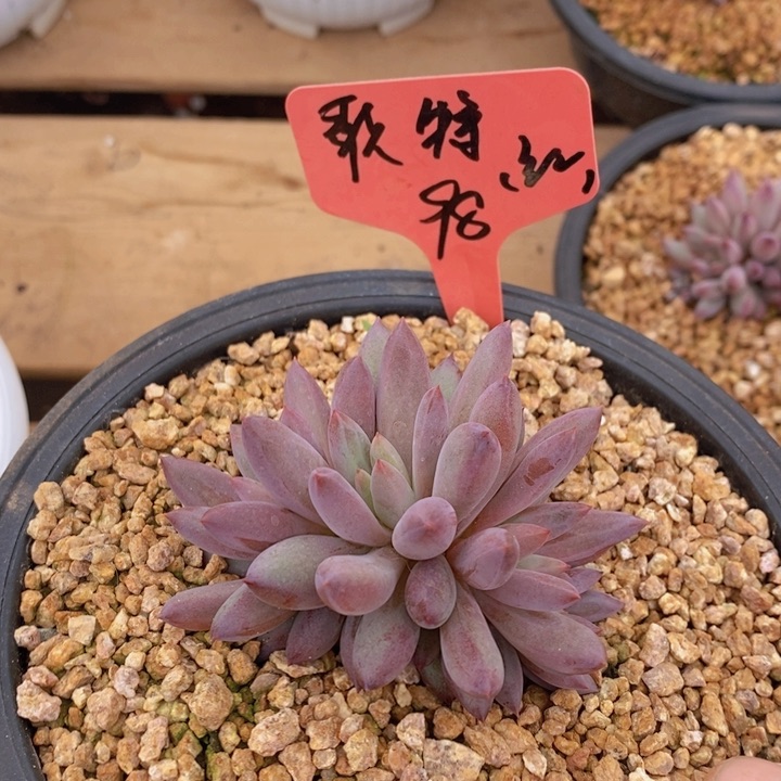 新*在家闲不住也可以