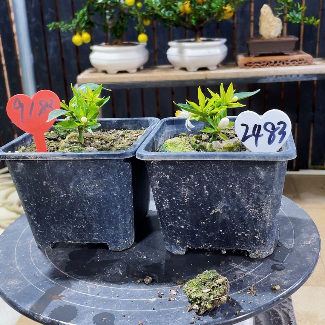 完全开放光*八房柑