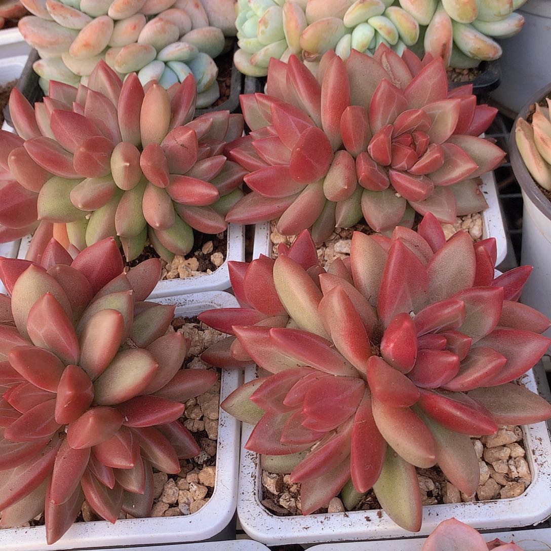 多头迷雾泡泡345678999000