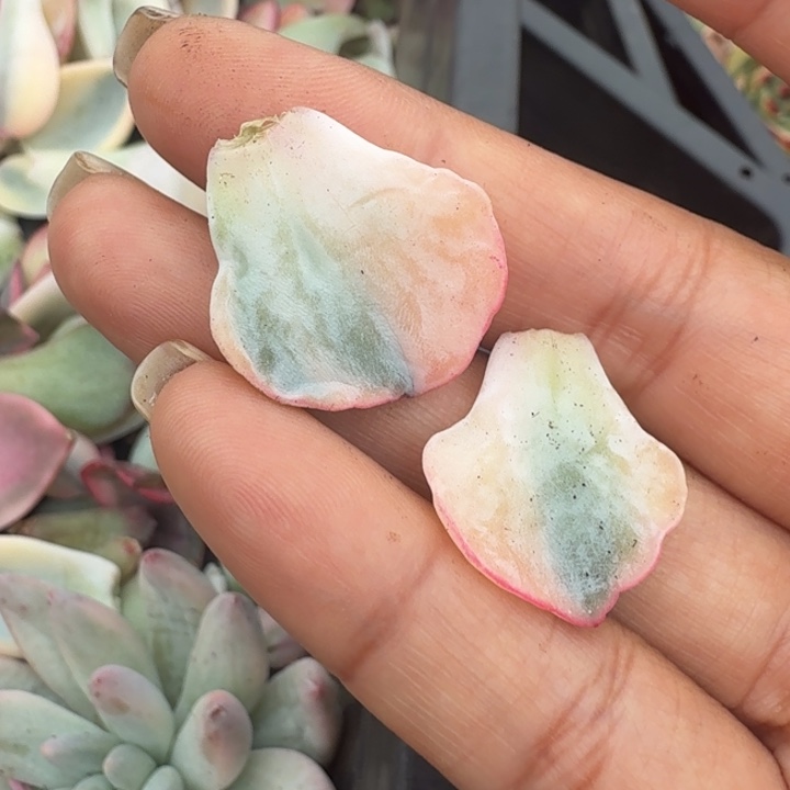 腹轮锦 剑斯诺娃锦一组