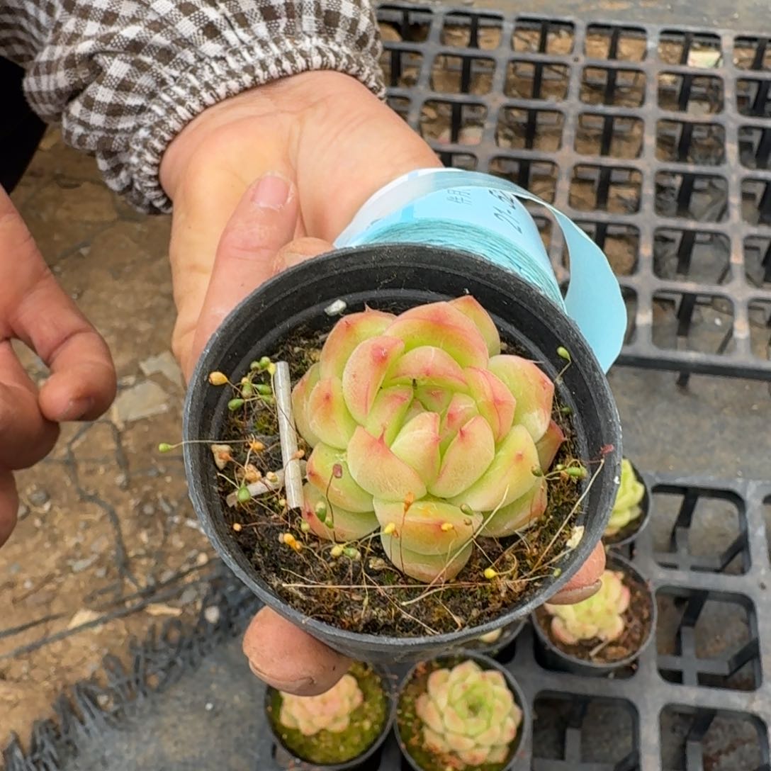 多肉杂交一物一拍21-48