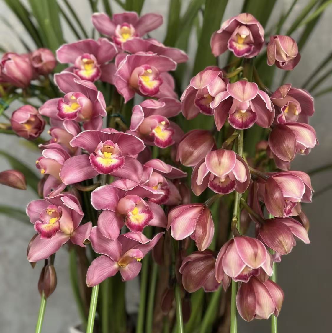  【一物一拍链接 】年宵花 带花 带花箭 年宵花 大花惠兰高端花材