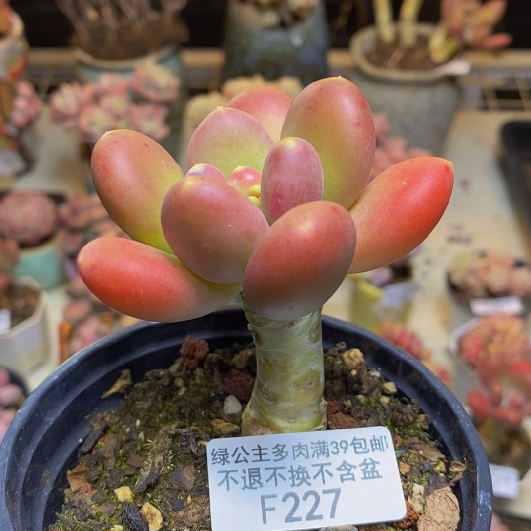 227金蟾多肉肉5c m