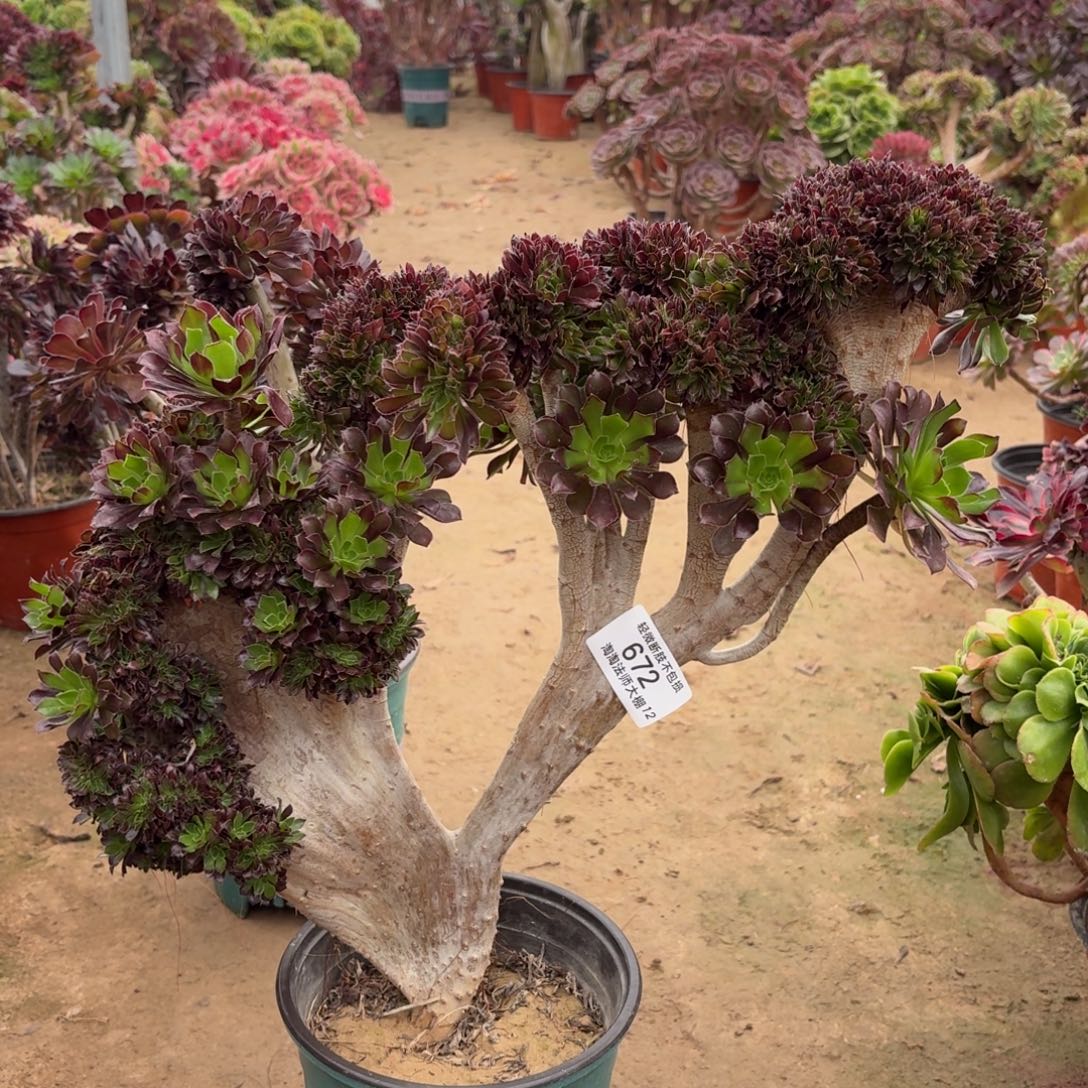 672黑法师缀化多肉植物