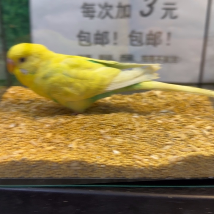 虎皮鹦鹉大头虎皮鹦鹉