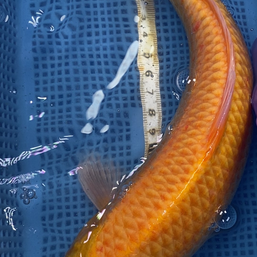 锦鲤冷水锦鲤包邮