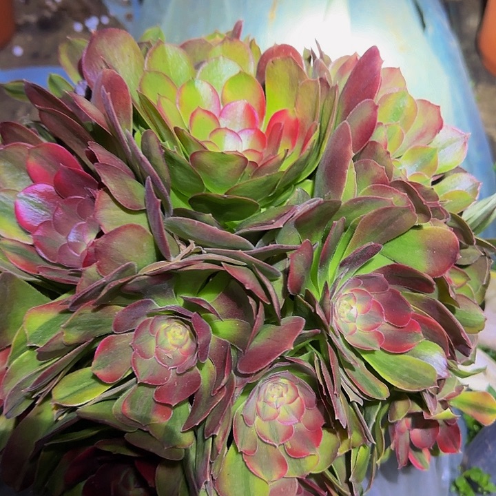 精品七彩香妃锦捧花特价福利