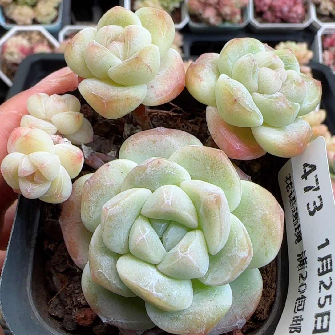 花语逸镜0125-473