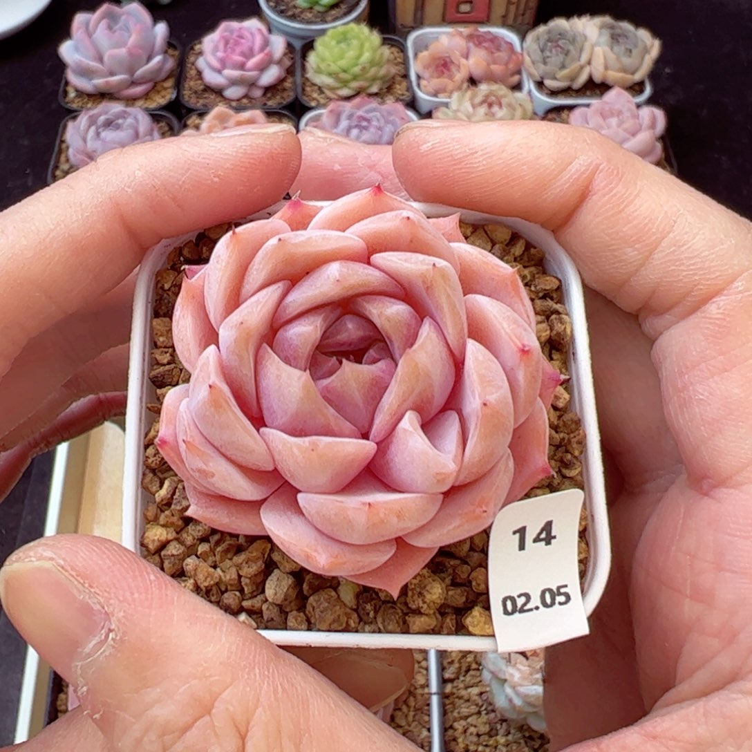 寒桃14、哈哈哈哈