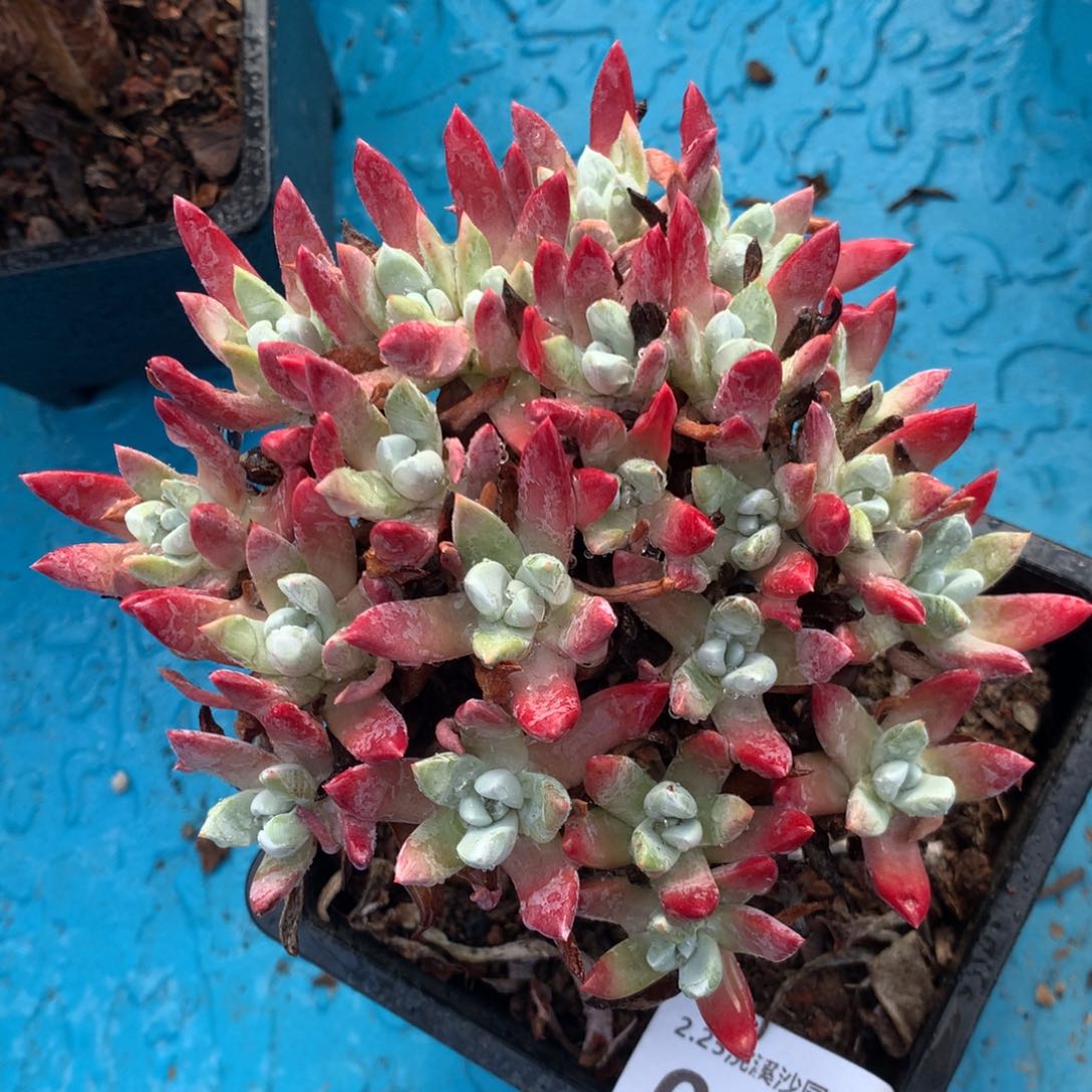 初霜009多肉植物