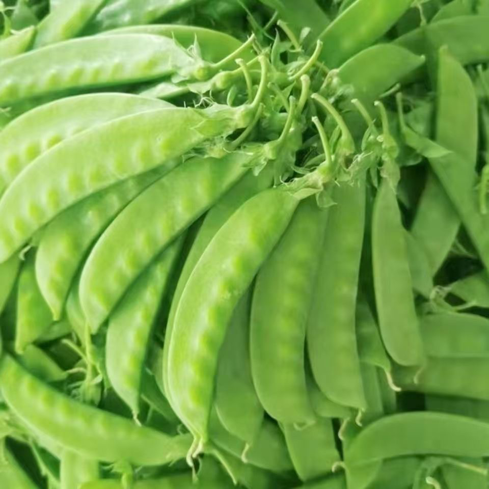 云南农家种植高山新鲜荷兰豆当季新脆甜可口现摘现发3/5斤