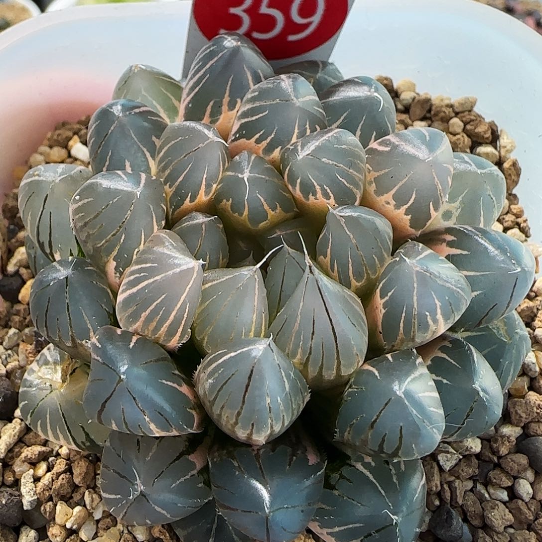 35号老版霓虹灯糊斑6.5左右一物一拍带盆土