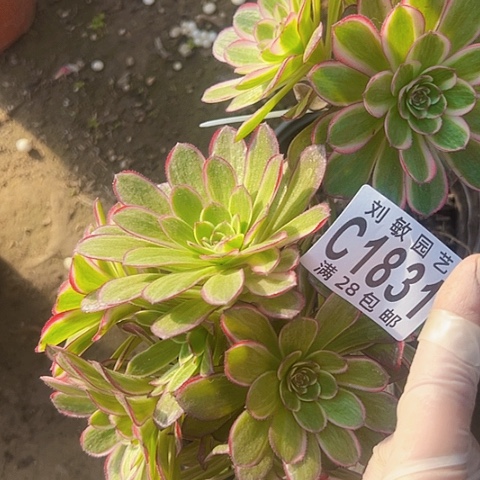 瑜紫多肉植物法师1831砍头组合