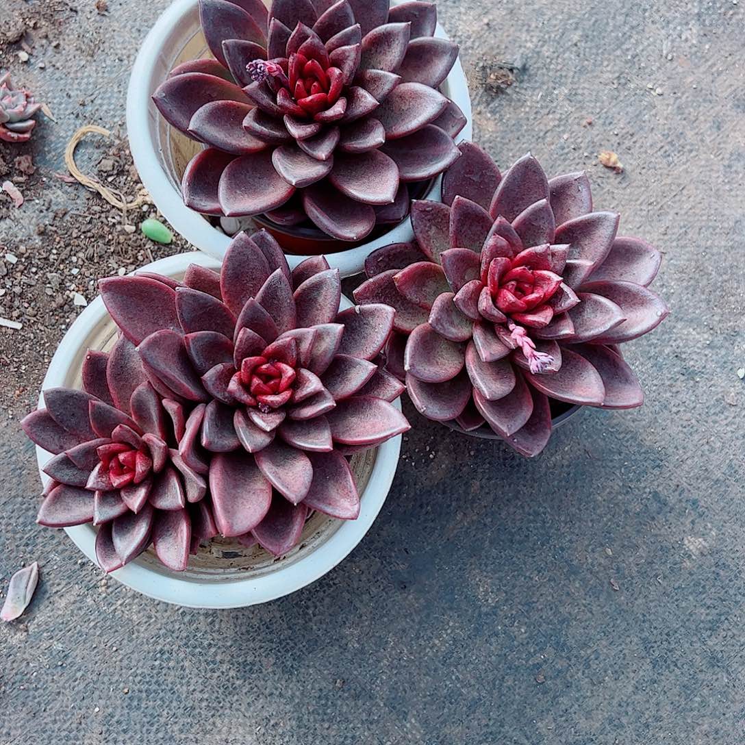 丰沛玫瑰大单头精品二盆