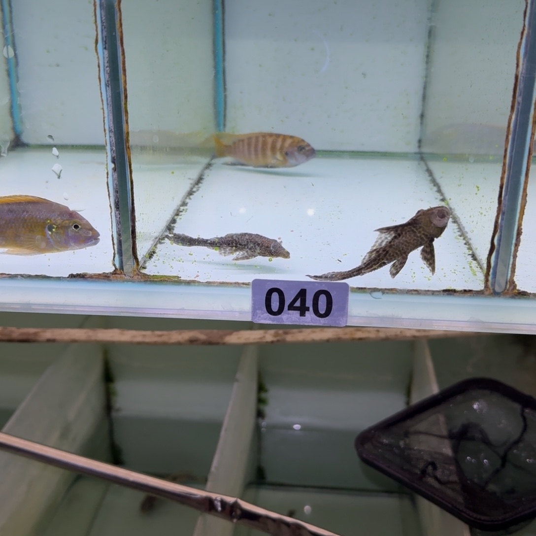 风****慈鲷鱼40号卡万佳8