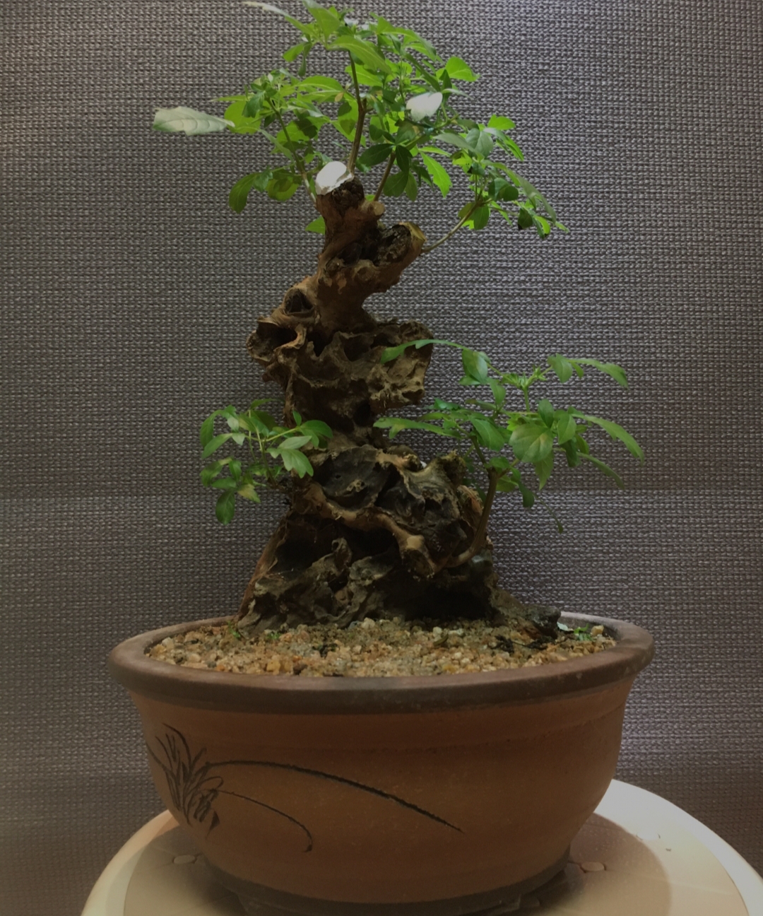 黄荆老桩盆景室内好活易养茶台微盆景，实物为准