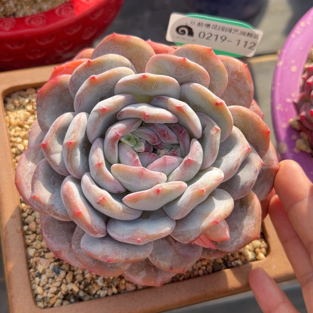 多肉一物一拍0219-112