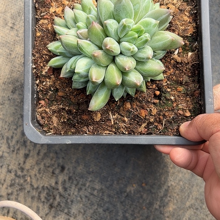 淡***5重楼自然群11111111