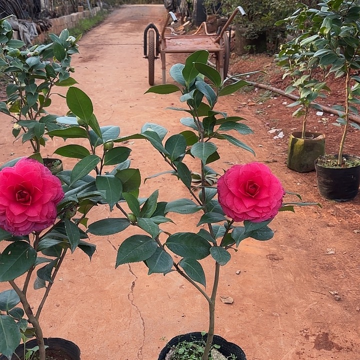 少量花朵（建议范围：2朵-5朵 或40%以下）青叶贝拉