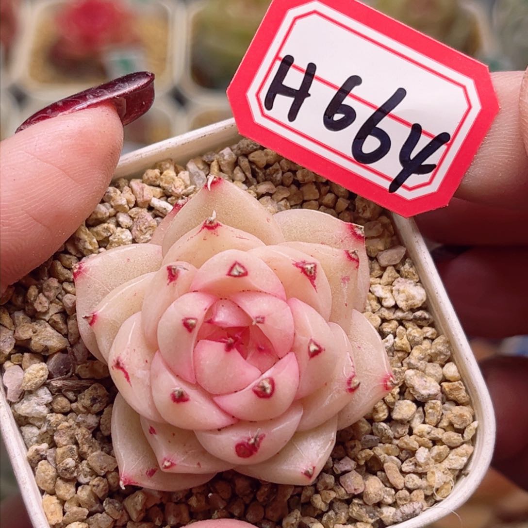 H664一物一拍 水冰月