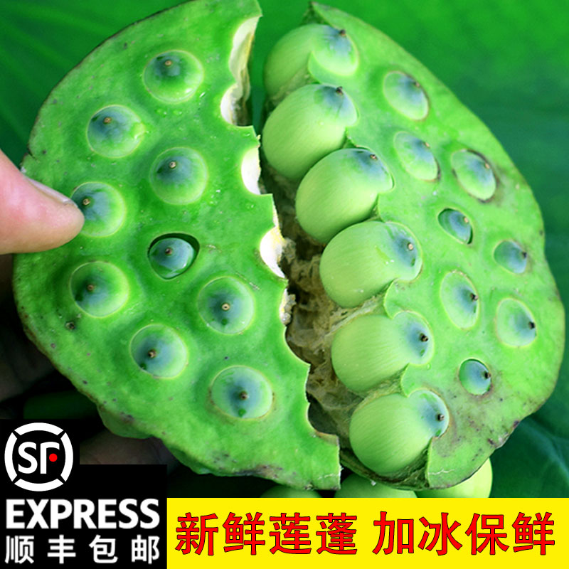 新鲜莲蓬现摘现发甜嫩莲子米生吃清香脆甜应季水果生鲜即食农家
