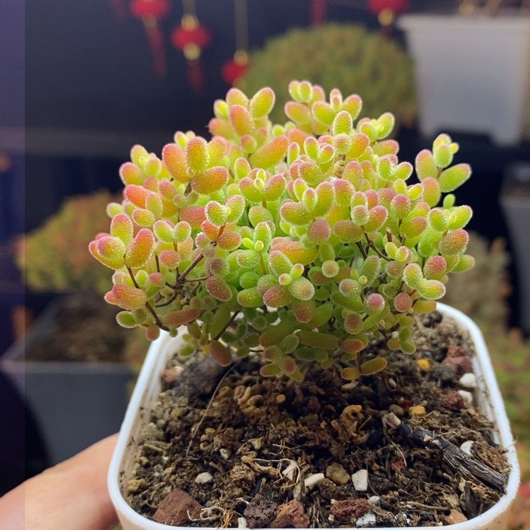 67号蜜橘球糖球枝干多肉