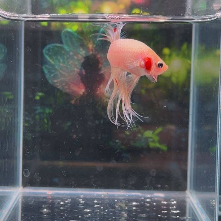 紫印母鱼所有我爱自己才好