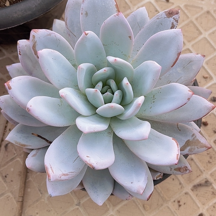 嫦娥25206多肉植物