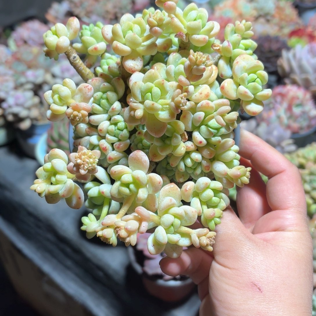 劳尔多肉整群11㎝盆