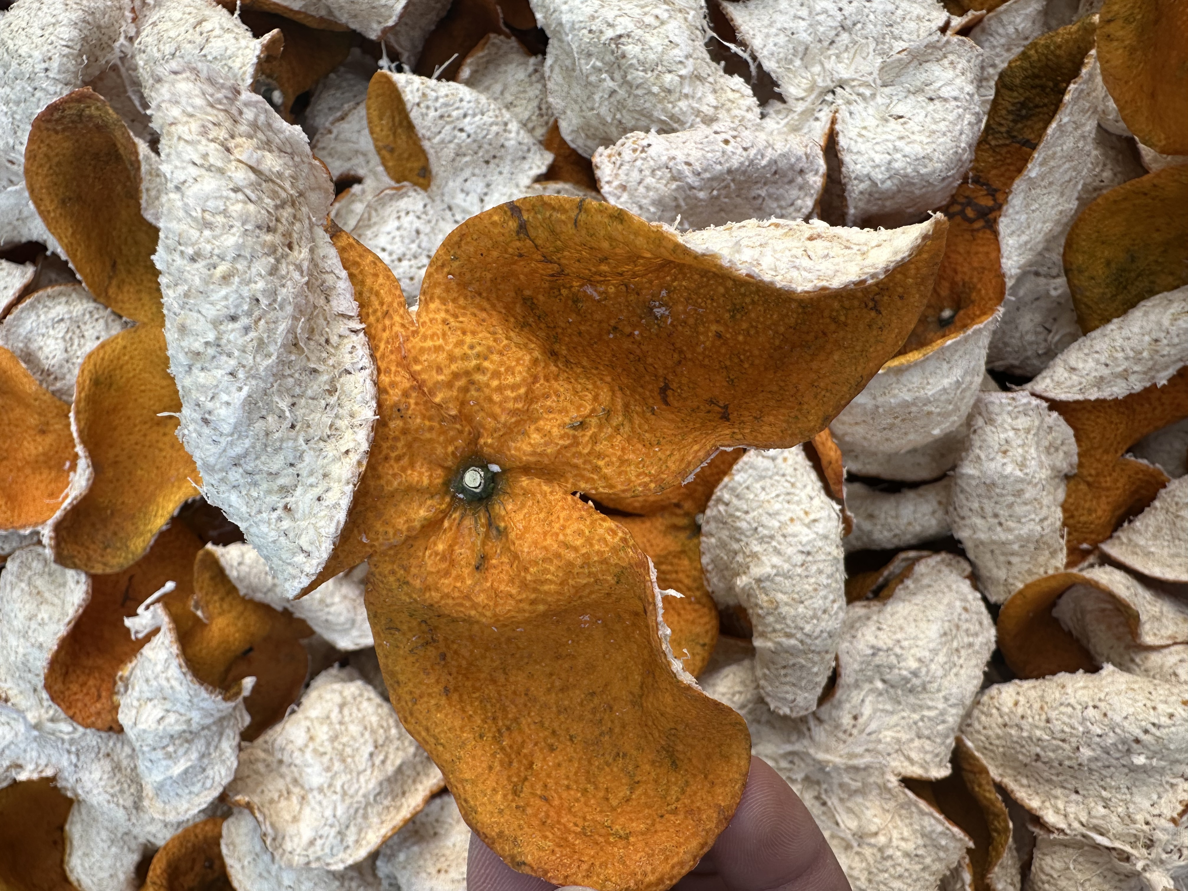 [天马原枝]正宗新会陈皮2025年天马原枝大红