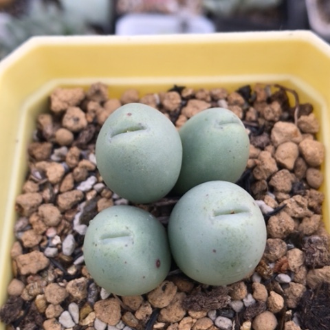 多肉肉锥 嘟嘟嘴小拳拳