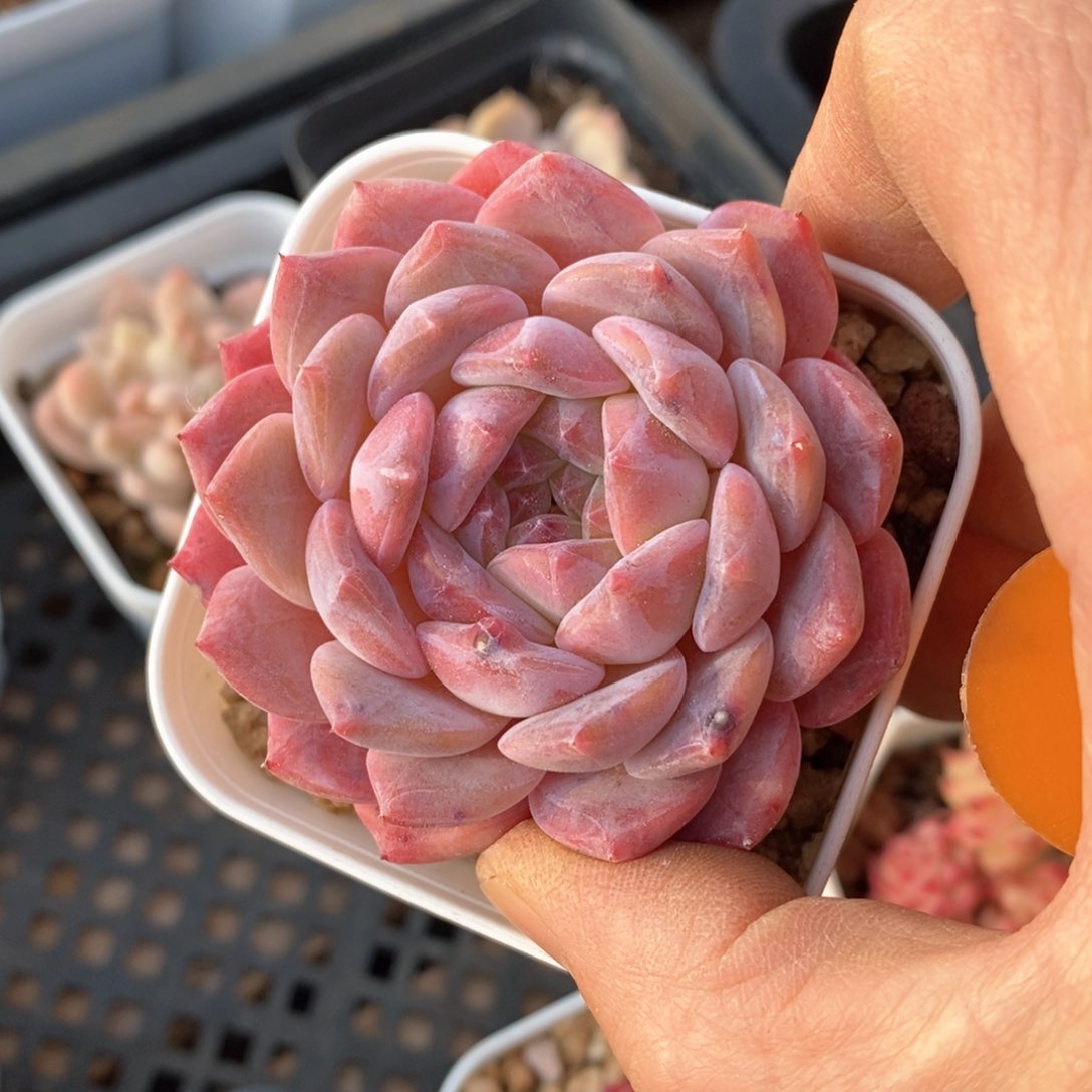 精品多肉一物一拍不包整89