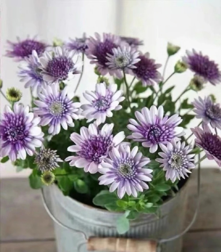 蓝目菊阳台庭院好养南非万寿菊盆栽植物