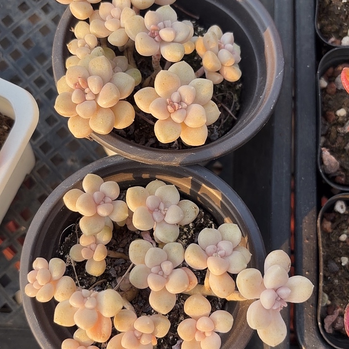 丸叶姬秋丽满12.9包邮