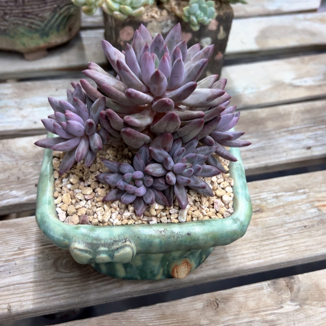 虞美人58 零零多肉植物