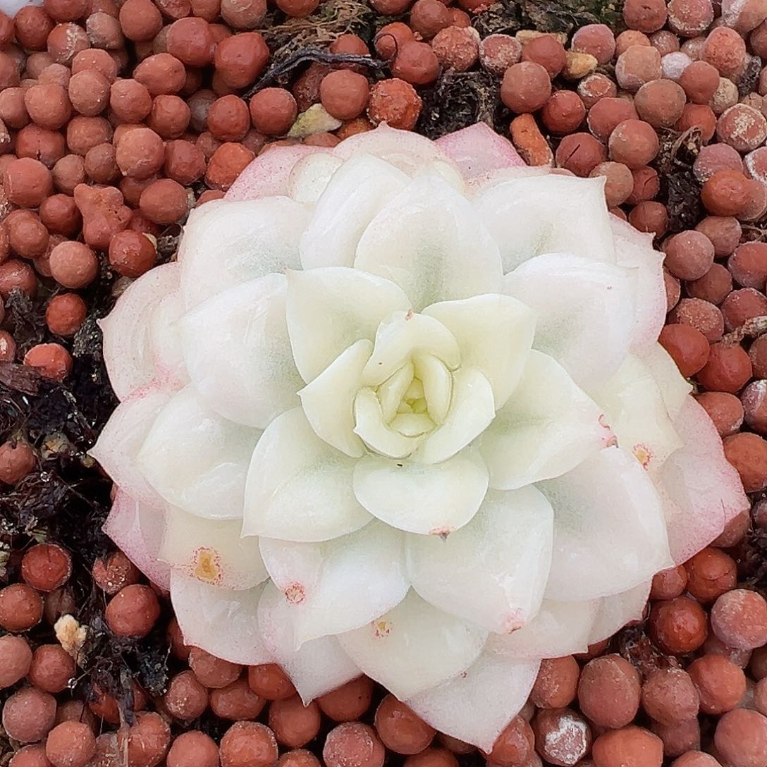 静月锦，超宽一线天覆轮锦