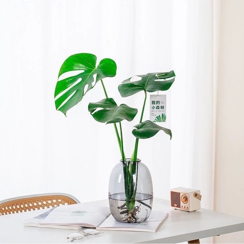 单株开背龟背竹水培盆栽40-50公分左右常绿大叶配灰色塑料大肚瓶