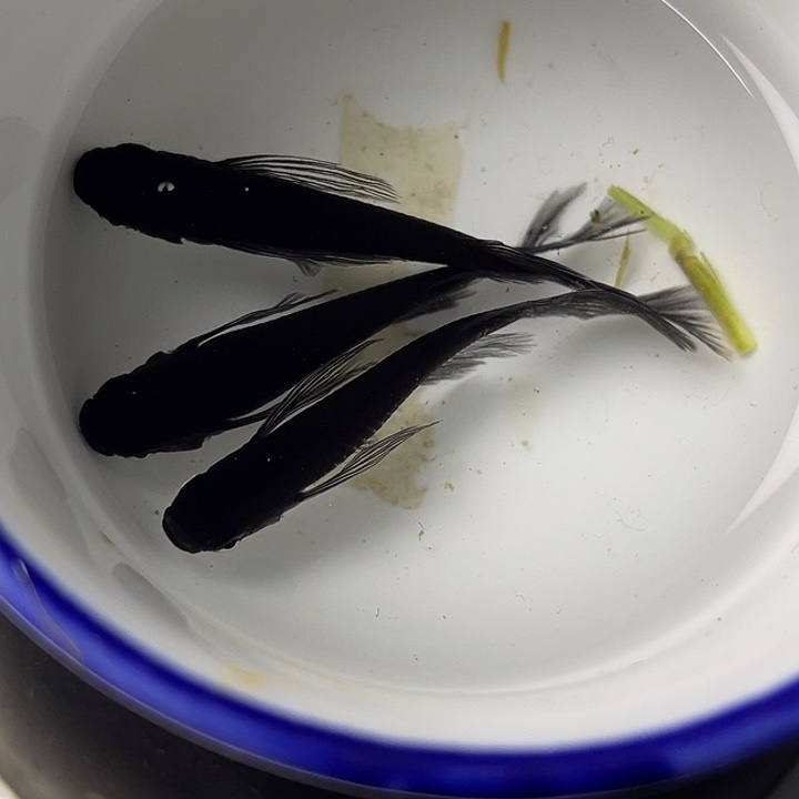 青鳉鱼松井长鳍大蛇3条，5号，满15包邮，可叠单